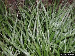 Attēlu rezultāti vaicājumam “Luzula luzuloides leaf”