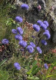 Attēlu rezultāti vaicājumam “Jasione montana”