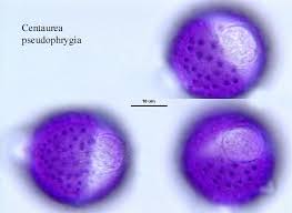 Image result for Centaurea pseudophrygia