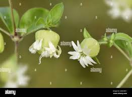 Attēlu rezultāti vaicājumam “Silene baccifera fruit”