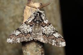 Attēlu rezultāti vaicājumam “Biston strataria”