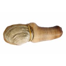Image result for geoduck