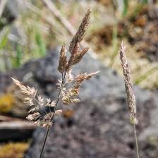 Attēlu rezultāti vaicājumam “Holcus lanatus”
