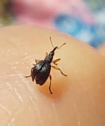 Attēlu rezultāti vaicājumam “Protapion sp.”