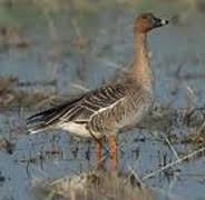 Attēlu rezultāti vaicājumam “Anser serrirostris”