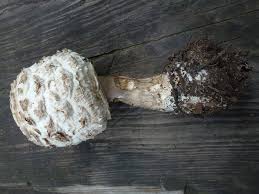 Attēlu rezultāti vaicājumam “Macrolepiota rhacodes var. bohemica”