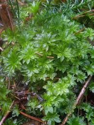 Attēlu rezultāti vaicājumam “Rhodobryum roseum”