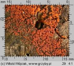 Attēlu rezultāti vaicājumam “Nectria peziza”