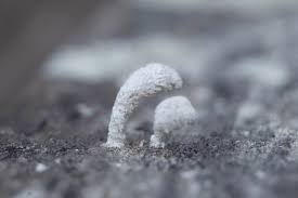 Attēlu rezultāti vaicājumam “Arcyria denudata young”