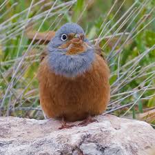 Image result for Emberiza caesia