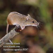 Attēlu rezultāti vaicājumam “Apodemus agrarius”