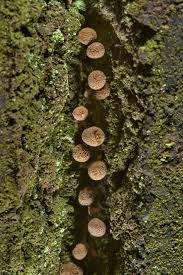 Attēlu rezultāti vaicājumam “Phleogena faginea young”