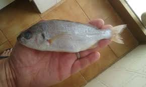 Image result for Pomadasys incisus