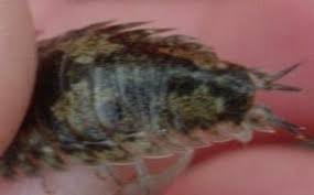 Attēlu rezultāti vaicājumam “Licea pusilla macro”