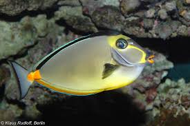 Image result for Naso lituratus