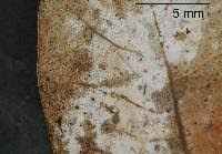 Attēlu rezultāti vaicājumam “Athelia arachnoidea”