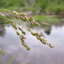 Attēlu rezultāti vaicājumam “Glyceria striata fruit”