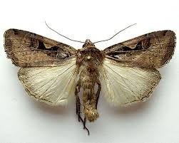 Attēlu rezultāti vaicājumam “Xestia c-nigrum”