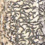 Attēlu rezultāti vaicājumam “Opegrapha atra”