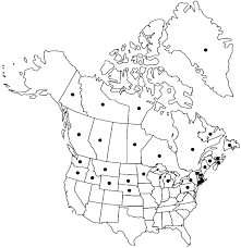 Attēlu rezultāti vaicājumam “Mnium lycopodioides”