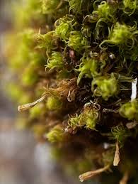 Attēlu rezultāti vaicājumam “Ulota crispa sporophyte”