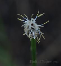 Attēlu rezultāti vaicājumam “Eleocharis uniglumis flower”
