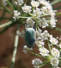 Attēlu rezultāti vaicājumam “Hoplia parvula”