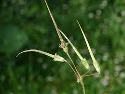 Attēlu rezultāti vaicājumam “Erodium cicutarium fruit”