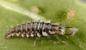 Attēlu rezultāti vaicājumam “Chrysopidae larva”