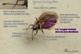 Attēlu rezultāti vaicājumam “Acalypta carinata”