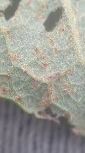 Attēlu rezultāti vaicājumam “Melampsora epitea”