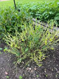 Attēlu rezultāti vaicājumam “Nematus ribesii larva”