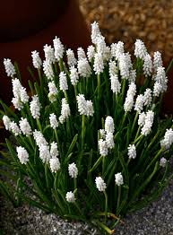 Attēlu rezultāti vaicājumam “Muscari botryoides flower”