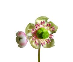 Attēlu rezultāti vaicājumam “Chimaphila umbellata bud”