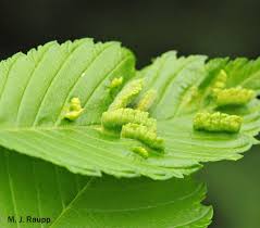 Attēlu rezultāti vaicājumam “Mycosphaerella ulmi”