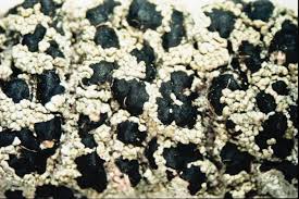 Attēlu rezultāti vaicājumam “Mycoblastus sanguinarius”