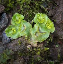 Attēlu rezultāti vaicājumam “Lophocolea minor macro”