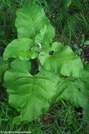 Attēlu rezultāti vaicājumam “Arctium nemorosum”