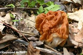 Attēlu rezultāti vaicājumam “Gyromitra gigas”