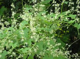 Attēlu rezultāti vaicājumam “Echinocystis lobata flower”