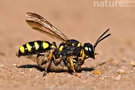 Attēlu rezultāti vaicājumam “Cerceris arenaria”