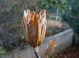 Attēlu rezultāti vaicājumam “Liriodendron tulipifera bud”