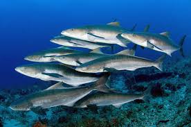 Image result for Rachycentron canadum