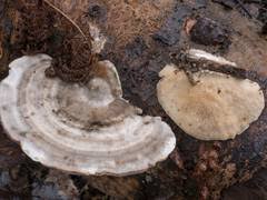 Attēlu rezultāti vaicājumam “Junghuhnia pseudozilingiana”