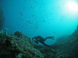 Image result for Scuba Skooling