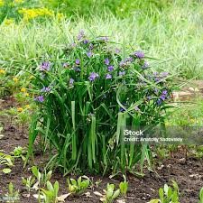 Attēlu rezultāti vaicājumam “Tradescantia virginiana”