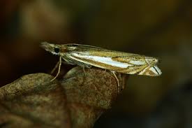 Attēlu rezultāti vaicājumam “Crambus pratella”