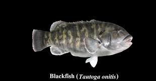 Image result for Tautoga onitis