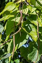 Attēlu rezultāti vaicājumam “Catalpa ovata fruit”