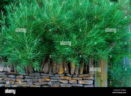 Attēlu rezultāti vaicājumam “Salix rosmarinifolia”